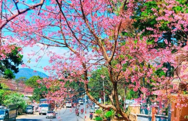 Cherry blossom in Dalat